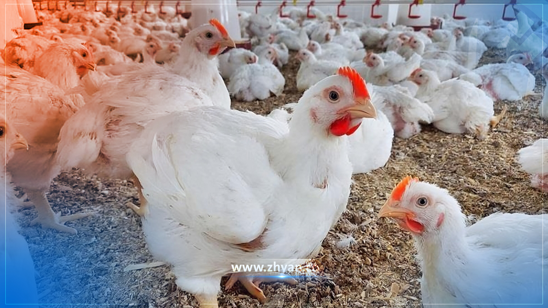 وەزارەتی کشتوکاڵی هەرێم نیگەرانە لە بڕیاری هەڵوەشاندنەوەی رسوماتی گومرگی لەسەر مریشک و هێلکە